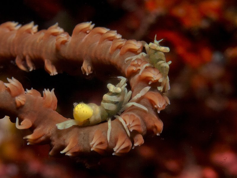 Crab, Rubiah Sea Garden
